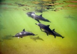 Soinner Dolphins - Kahe Point, West Shore Oahu, Hawaii - ... by Glenn Poulain 